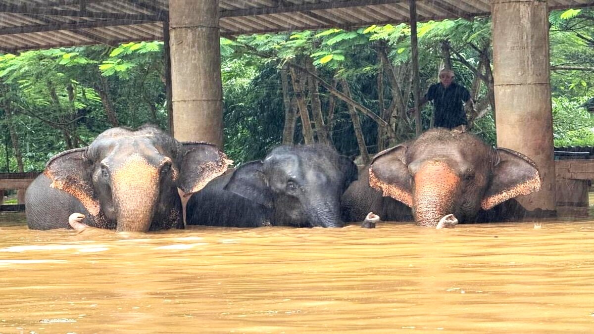 Elephants Seek Safety: A Heartwarming Tale of Survival in Chiang Mai